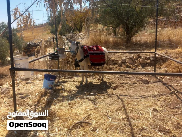 حمار كفالة مراييع   العمر 5سنين