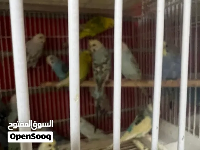 متوفر بادجي - متوفر زيبراء - متوفر روز - شوف الفديو اخي الزبون