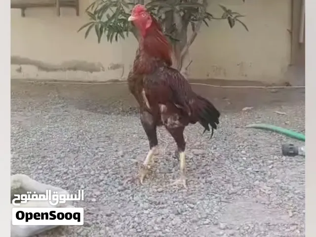 للبيع ديك بكستاني