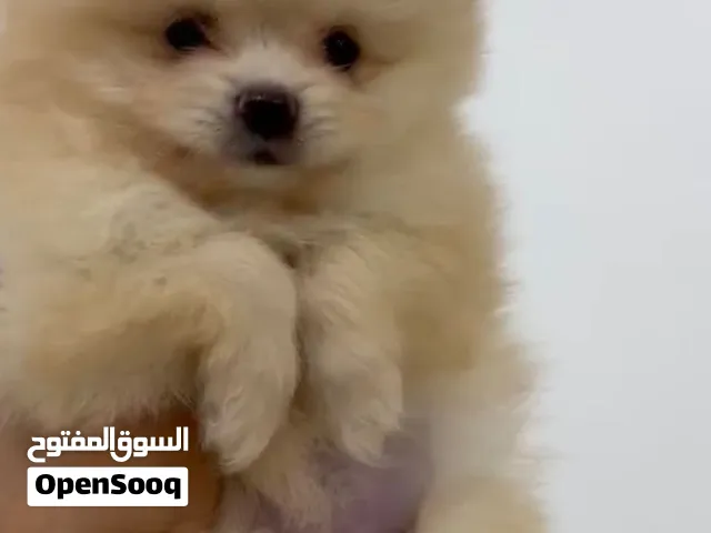 Pomeranian pure