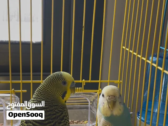 بيع زوج طيور الحب (بادجي) متآلفين نشيطين وبصحة جيدة