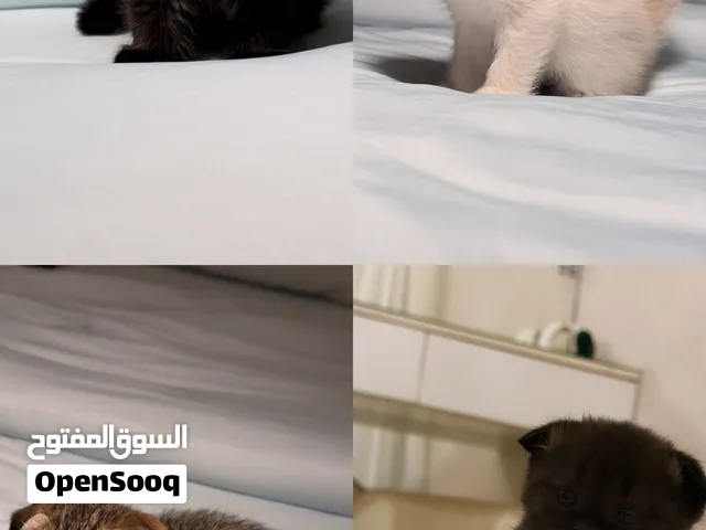 قطط سكوتش فولد للبيع