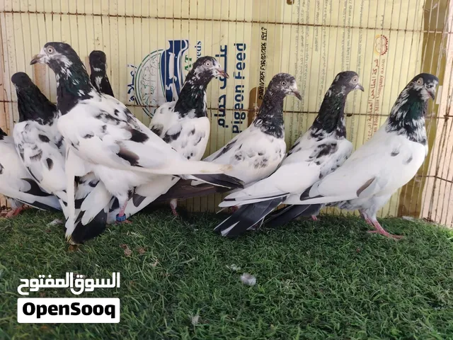 حمام بكستاني تيدي 128