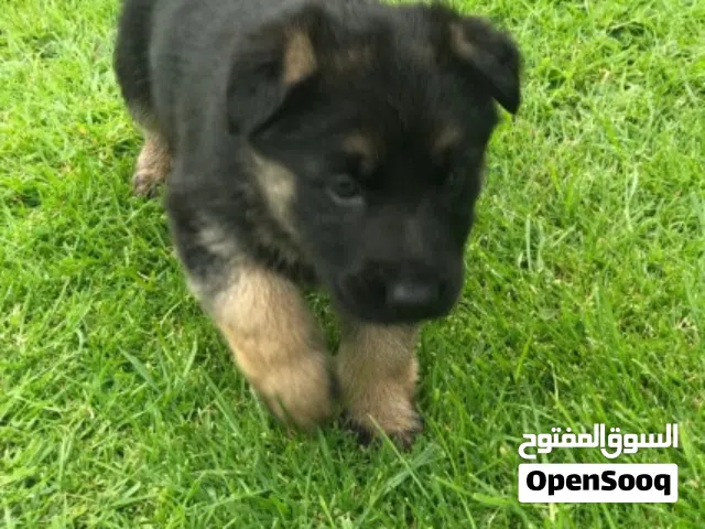 Quality German Shepherd puppies for sale