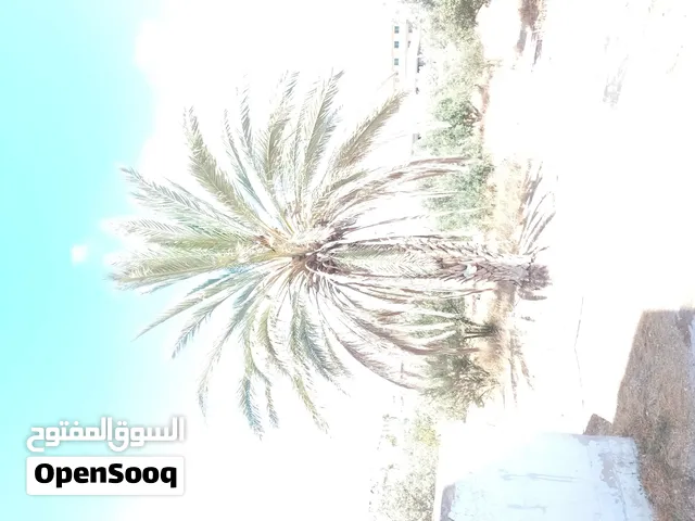شجره نخيل للبيع في الرمثا