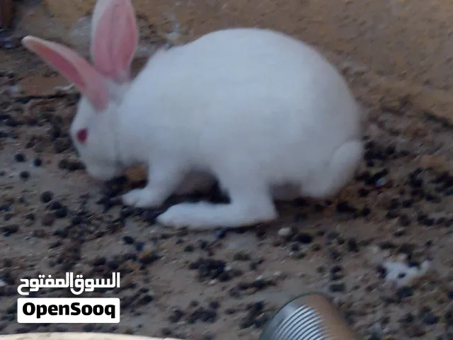 ارانب فرنساوي للبيع