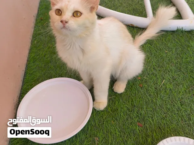 للبيع قط شيرازي ذكر و انثى