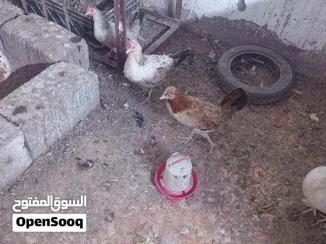 دجاج كويتي للبيع شرط الصحه والبيض ب150