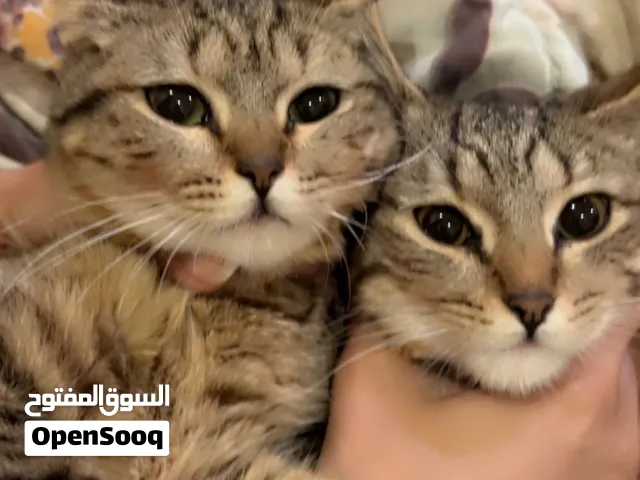 قطط لتبني توأم متطابق