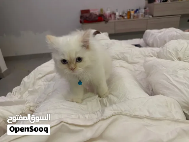 قط للبيع نوع شيرازي مكس هملايا اورنج