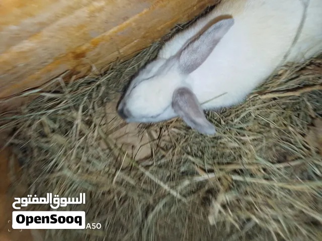 ارنب عربيه عمر تقريبا 6شهور