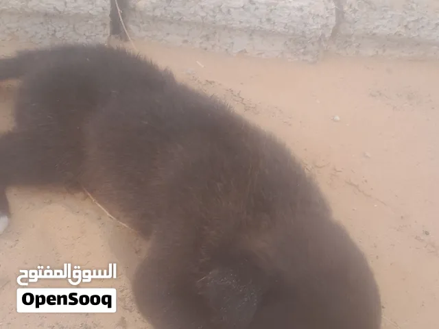 جروي مالينو دكر وانتيه