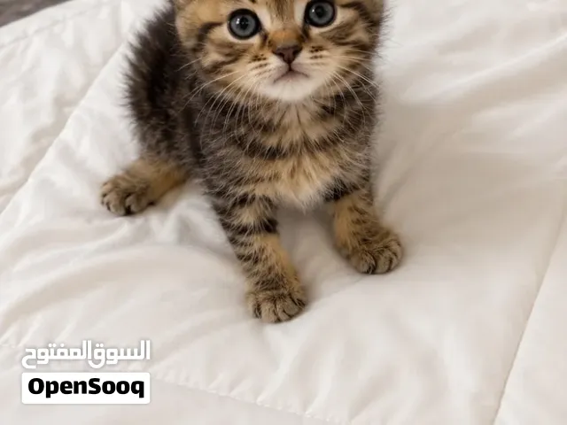 قط ذكر شيرازي للبيع بعمر شهرين