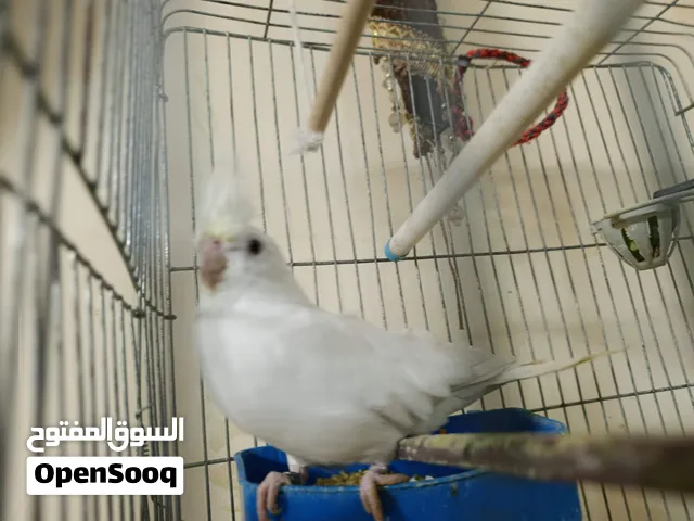 كوكتيل البينو  اليف