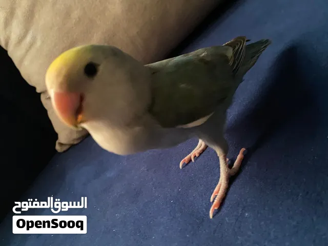 يحب يجي على الكتف طير روز مايحب احد يشيله وايد مايحب احد يلمس ضهره بس إذا مها زين يخليك