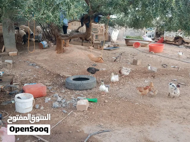 بط للبيع حاجه ممتازه تربيه منزل