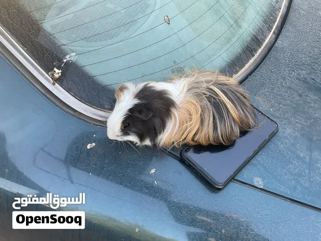 كوبيات قندي زينة للبيع