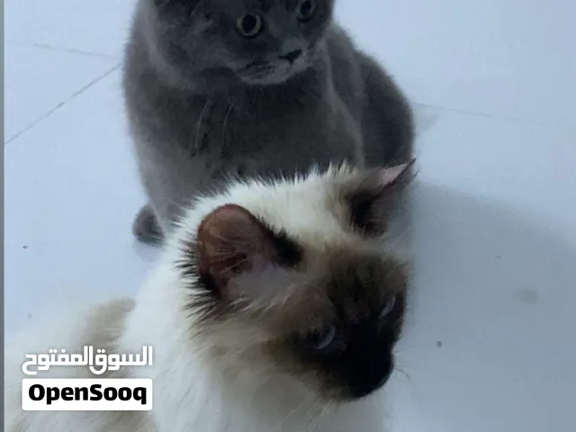 قط بريتش و سيامي للبيع