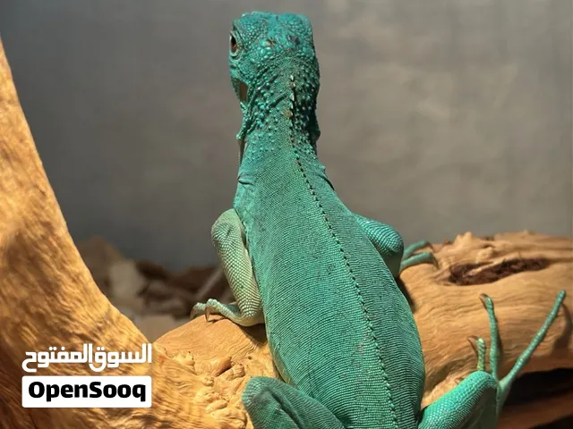 اغوانا الزرقاء