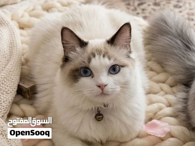 للبيع هيمالايا بيور