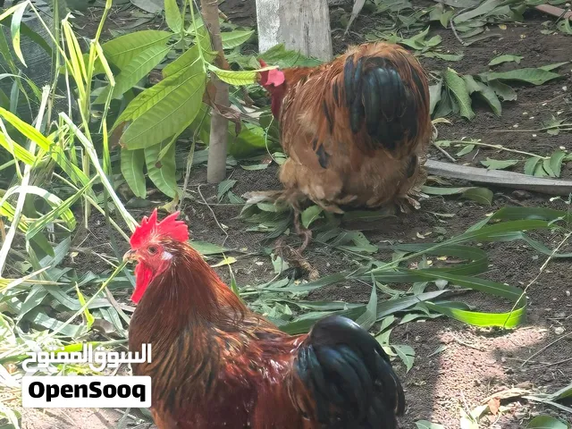 دجاج للبدل كوشن القزم