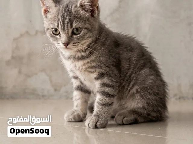 كتن شهر ونص للبيع