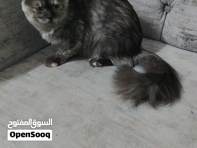 قطط شيرازيه مع الام