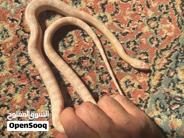 للبيع كورن سنيك بسعر مغري