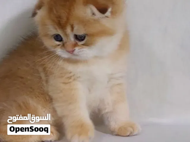 سكوتش فولد Gold NY11