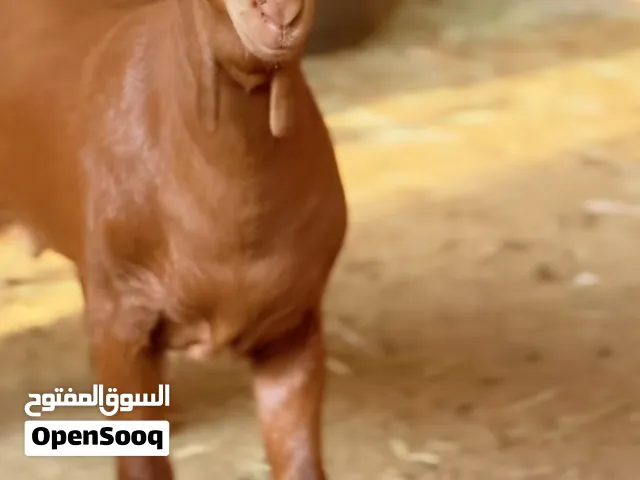 جدي لي البيع او ساوم