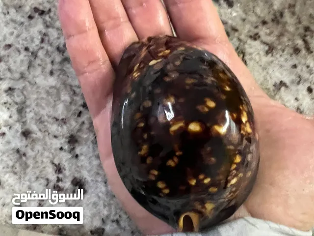 مطلوب قارب الجوي 23