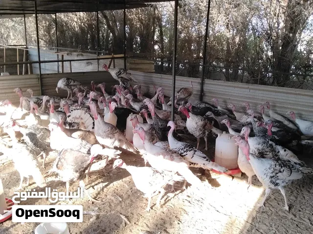 للبيع رومي جملة العمر أربع اشهر