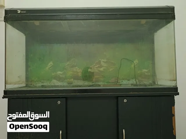**fish tank **