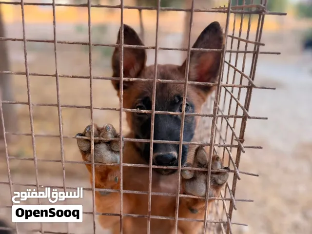 جرو مالينو ذكر بيوور ذكر عمر شهرين للبيع بسعرر حررررق بداعي السفر