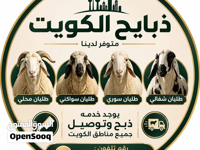 للبيع طليان