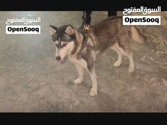 مطلوب كلب هاسكي بي150دينار