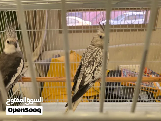 كوبيه كوكتيل وايت فيس حجم ربي يبارك كوبيه مصوقره