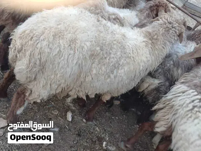 ذبايح عقائق ونذر ومناسبات فدوى