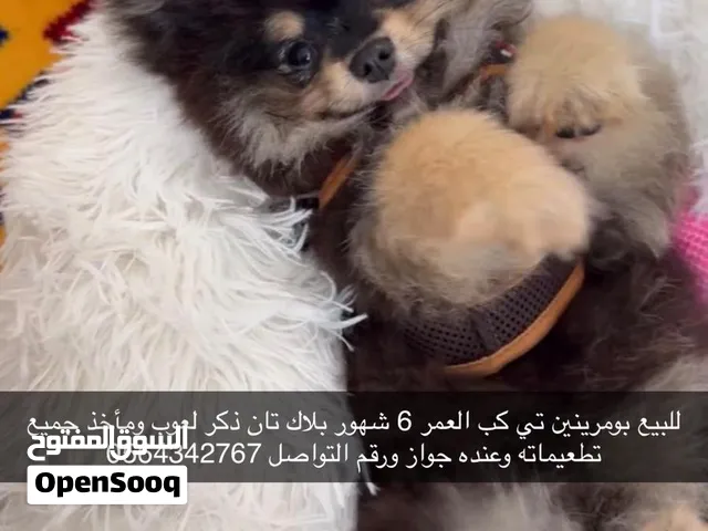 pomeranian black tan