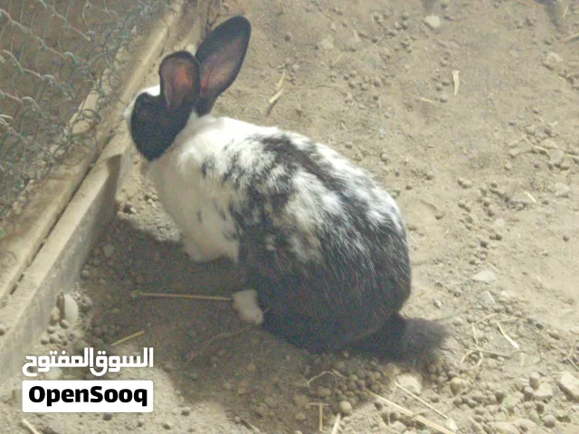 ماشاء الله ذكر هجين عماني هولندي ولد6 شهور ضخم جدا صحته ممتازه لأبعد درجه إلي يبا الزين لايفوت