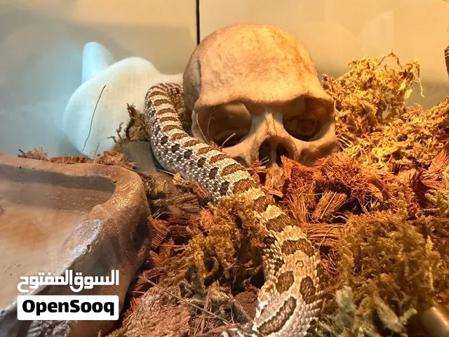 Hognose snake