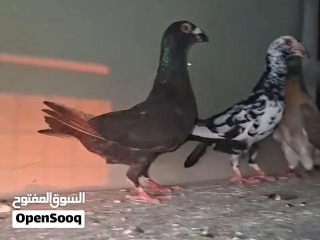 حمام 3جواز شغالات مكفولات