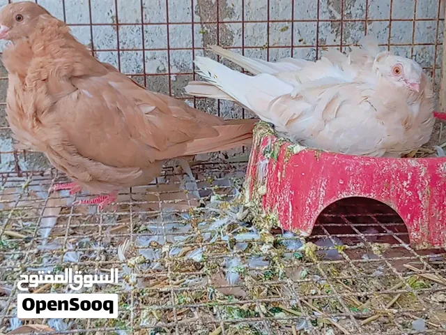زوج كشكي الانثى لمن والذكر حامل لمن