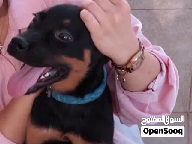 Rottweiler  روت وايلر بيور مع جميع المطاعيم ومايكروشيب التسليم في عياده بيطريه