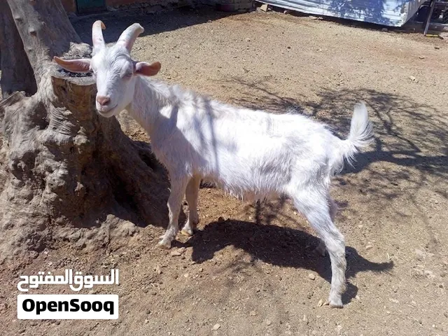 جدي بندوق أمه البينوا