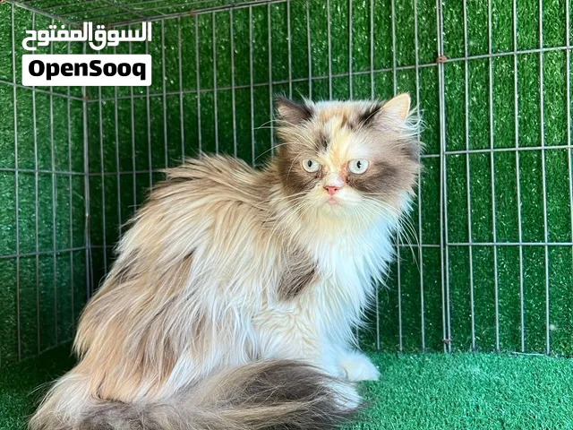 انثى راغدول عندها 3 صغار نفس الاب والام ربي يبارك