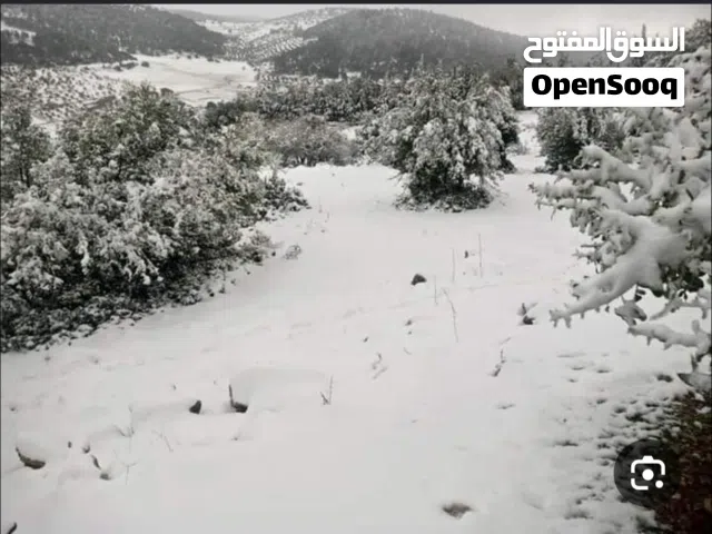ارض في عجلون الاردن حيث البرد والثلوج والطبيعه