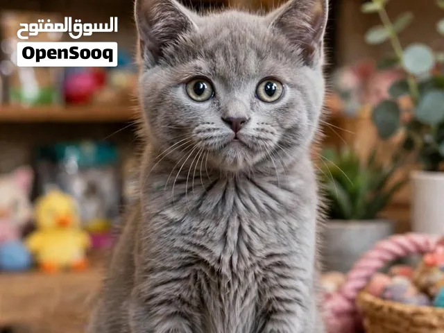 بريتش بيور