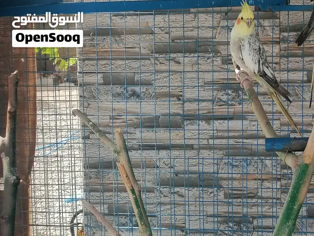 انثى كوكتيل منتجه