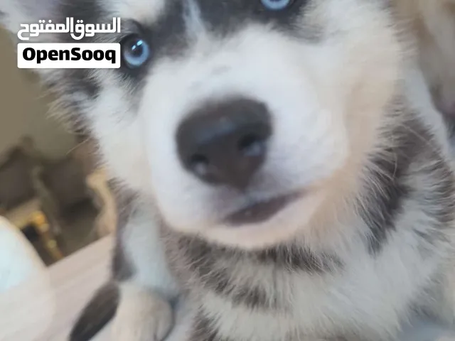 Husky dogs 3 months old